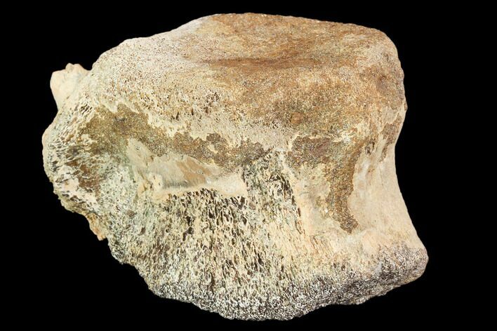 Bargain, Pachycephalosaurus Caudal Vertebra - Montana #101767